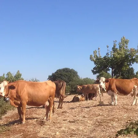 Trullo Picchiagiuda Villa *