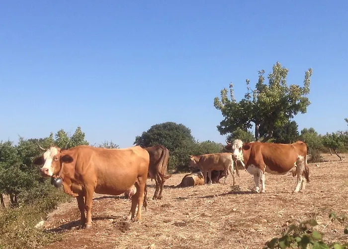 Trullo Picchiagiuda Villa *